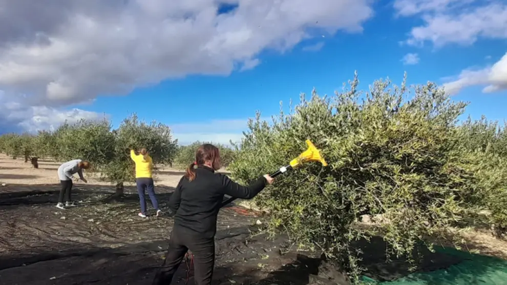 Peinando el olivo, de Lidia Pellejero Andreu.