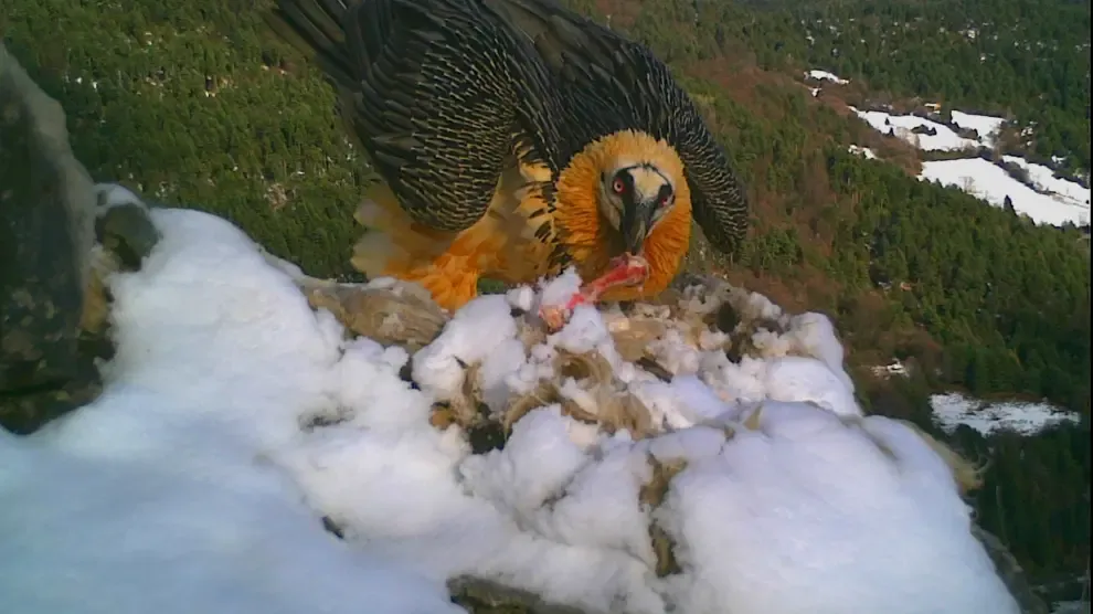 Un quebrantahuesos se alimenta en las cercanías de una zona de nidificación.