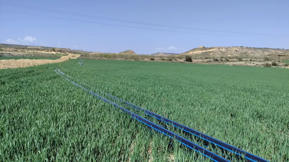 Aspecto de un campo de secano de trigo en El Tormillo donde se realiza su conversión en regadío.