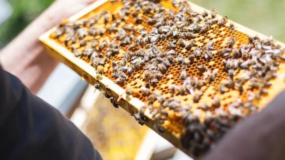 El proyecto Techoney quiere mejorar el posicionamiento de los pequeños productores de miel en mercados locales e internacionales.