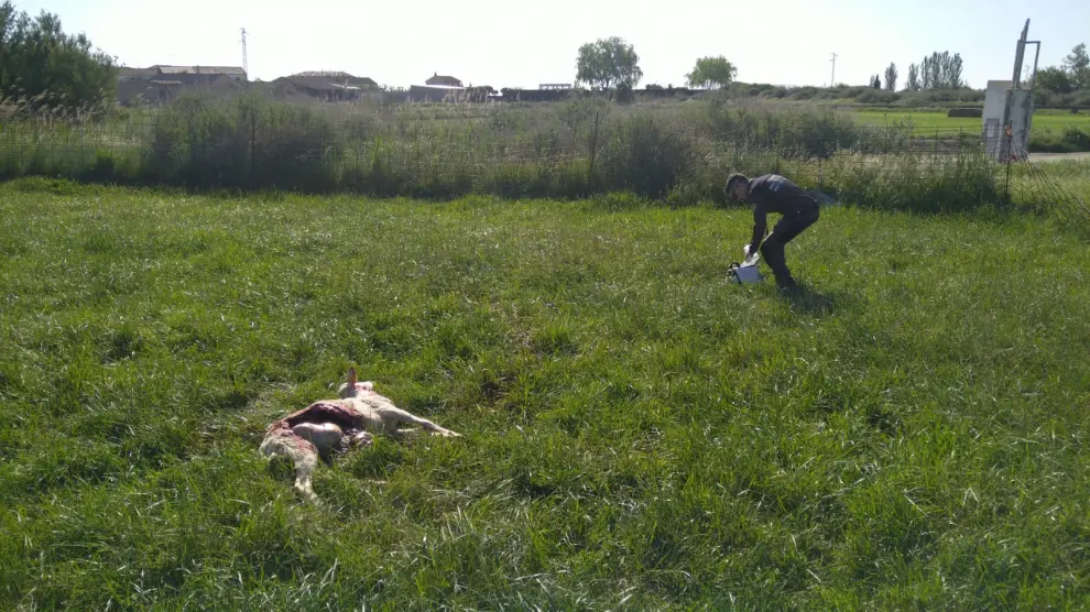 Imagen de una de las ovejas muertas en el ataque.