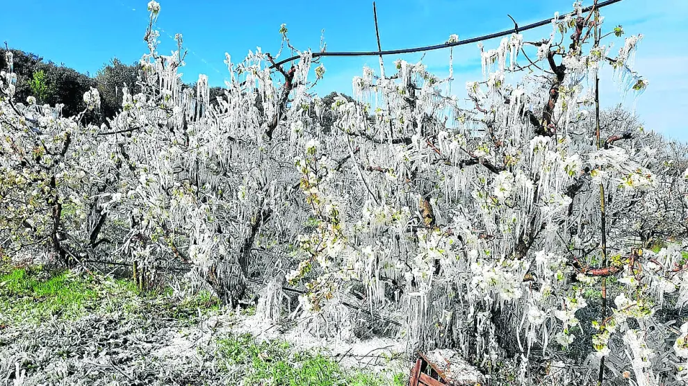 Los sistemas antiheladas salvaron algunas fincas, pero las heladas de abril causaron estragos en los frutales.