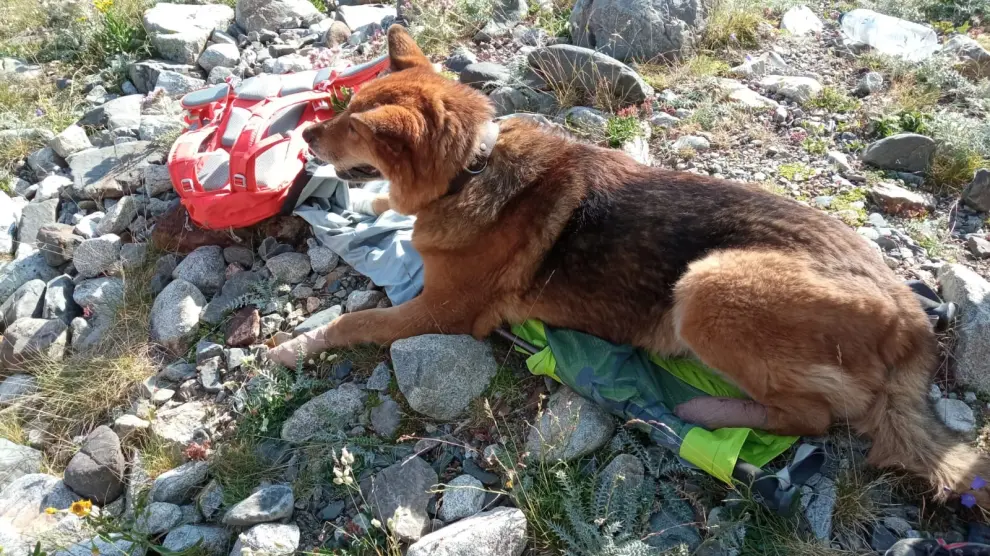 Imagen del perro rescatado en los Ibones Azules.