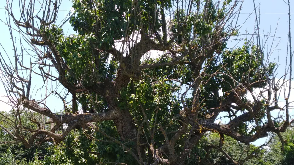 Uno de los árboles identificados.