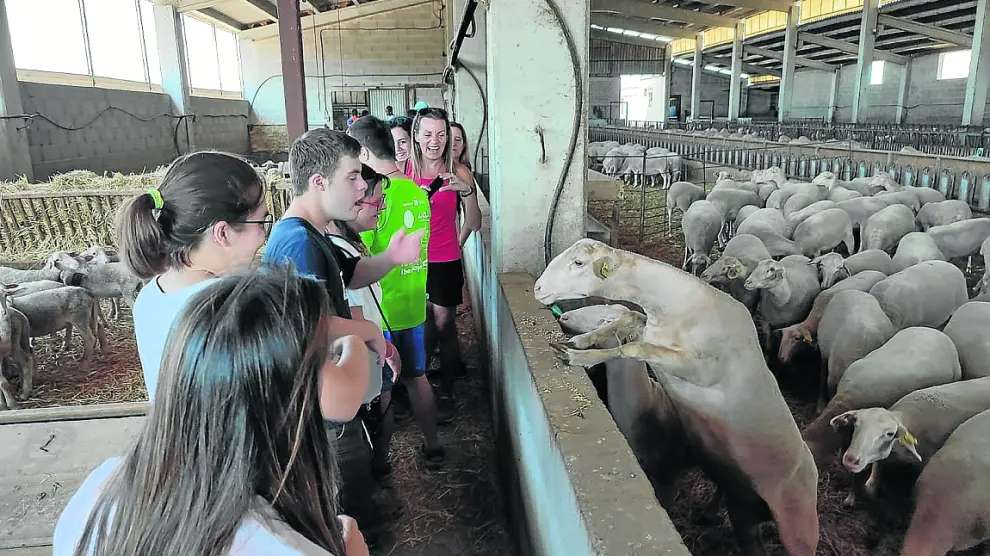 Los usuarios de Down Huesca visitan una granja de ovejas.