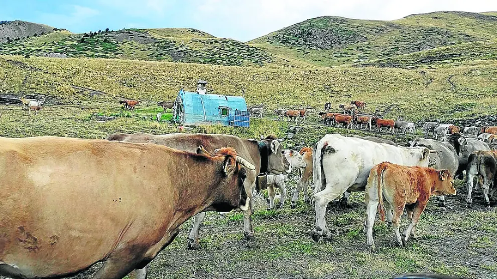 Las vacas comenzarán su traslado desde el Valle de Ardonés