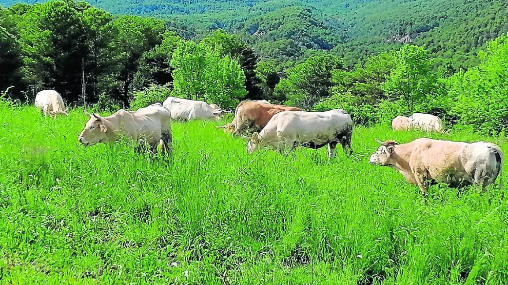 La ganadería extensiva es una alternativa sostenible, además de fijar población en el medio rural