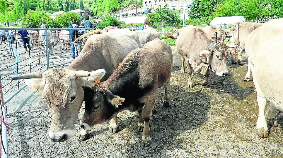 Animales de vacuno en la feria de ganado de Sallent, en una edición anterior.
