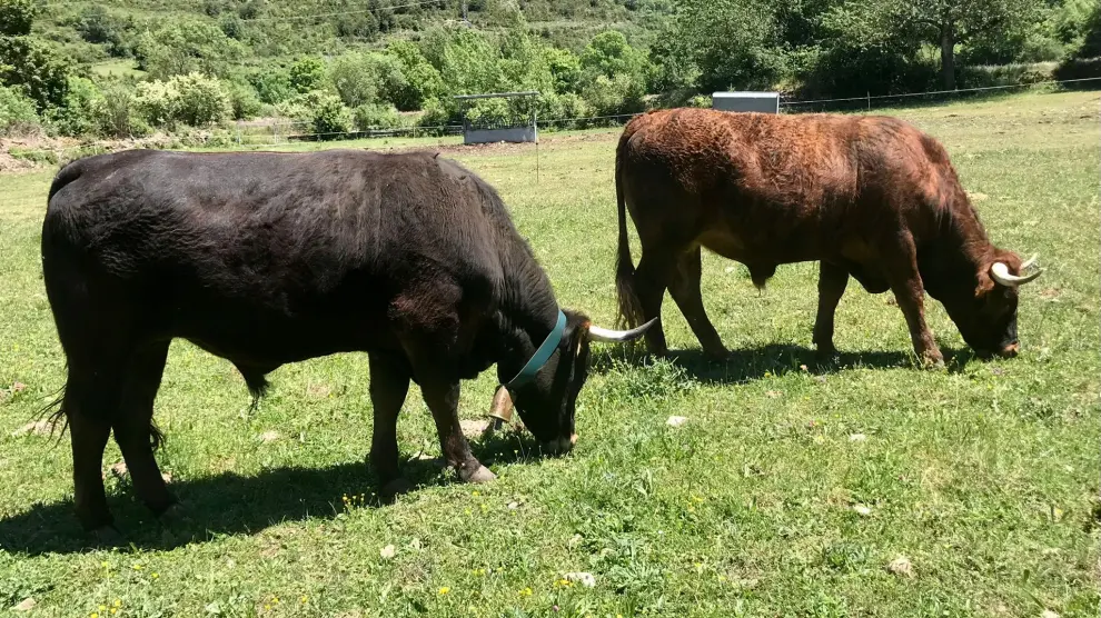 Dos bueyes de la raza Serrana pastan en campos de Orós Bajo.