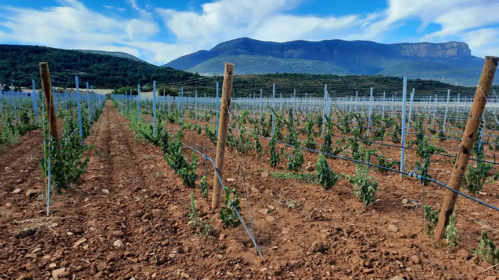 Explotación de viñedos ecológicos en Jaca.
