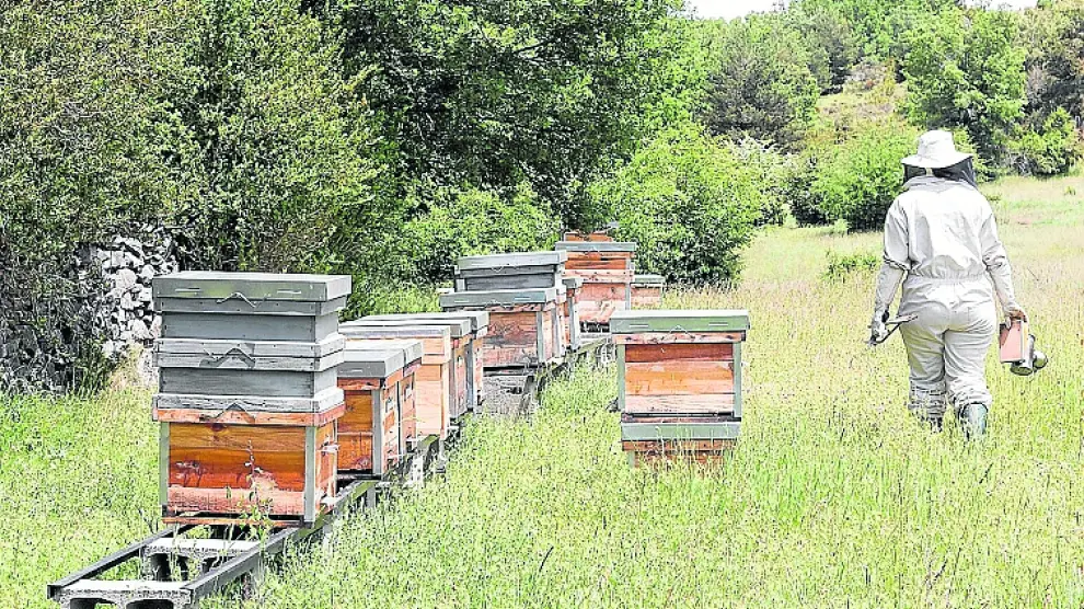 Un apicultor en una explotación en la provincia de Huesca.