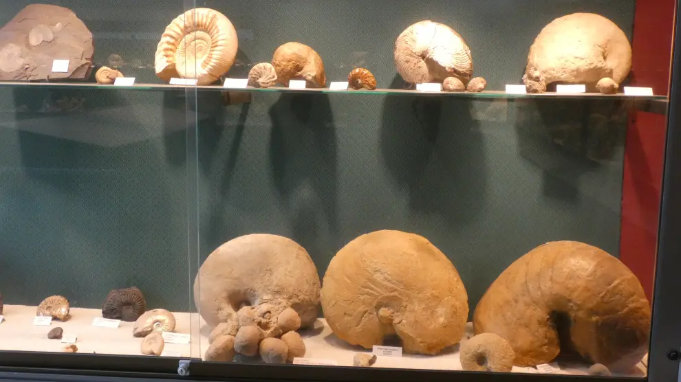 Algunos de los fósiles de la colección privada de Santiago Lafarga.