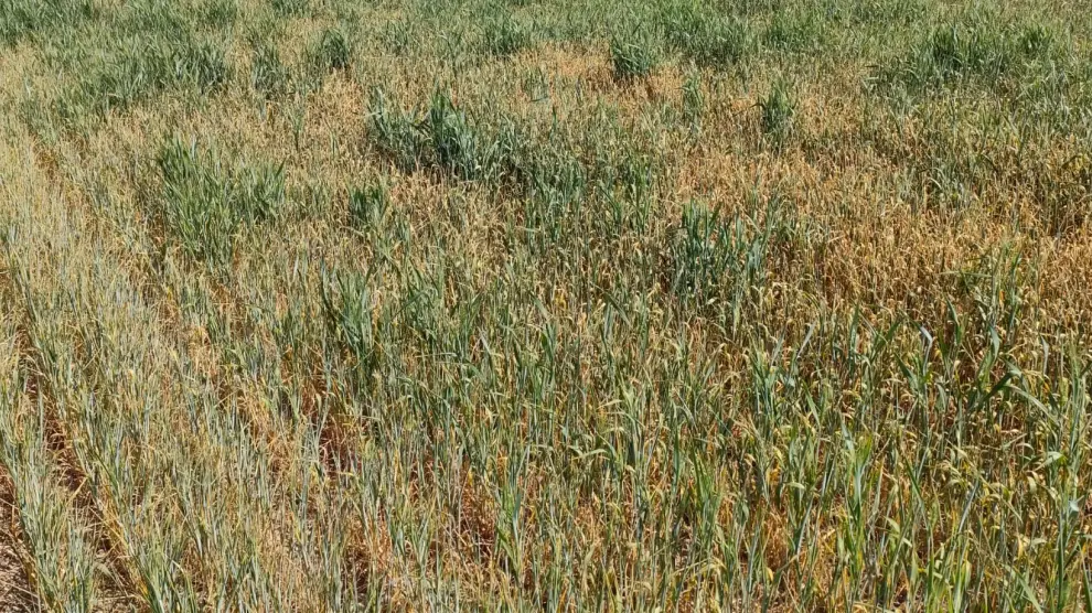 Estado de una parcela de maíz en Buñales, en la que se espera lluvia para su siembra.