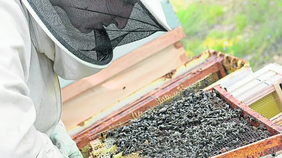 Azpe García trabajando con las abejas.
