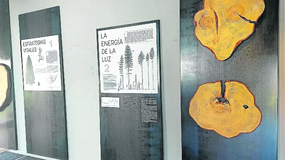 Exposición permanente ‘Maderas del bosque nos cuentan su historia’.
