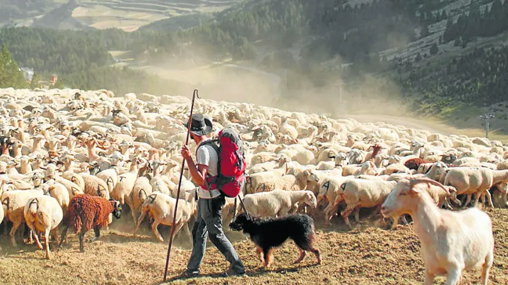 El servicio de ‘Pastores de Emergencia’ atiende al ganado ovino, caprino y bovino.