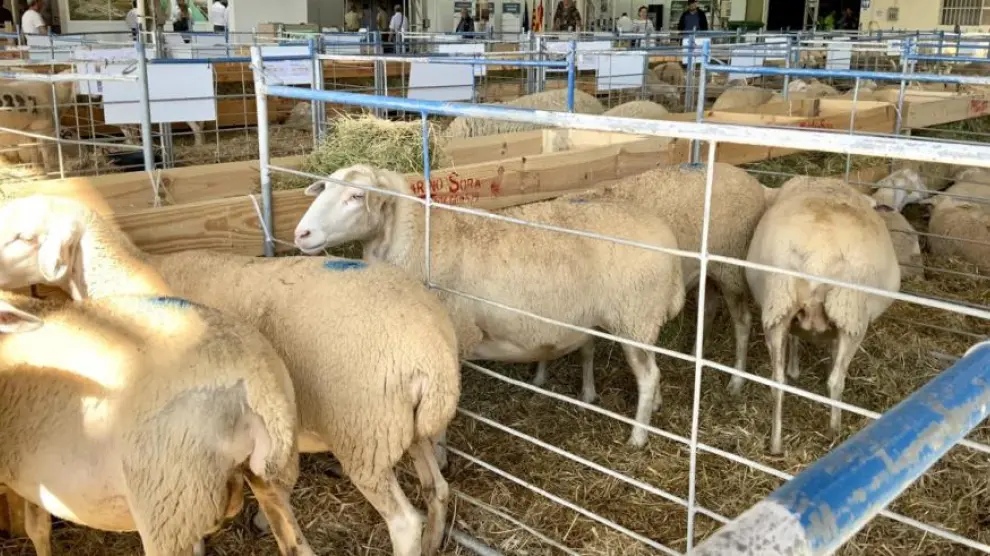 Exposición de ganado ovino en una muestra.