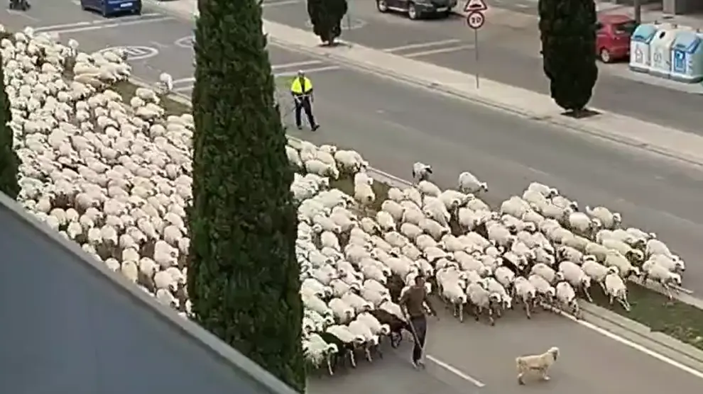Un gran rebaño de ovejas atraviesa las calles de Huesca