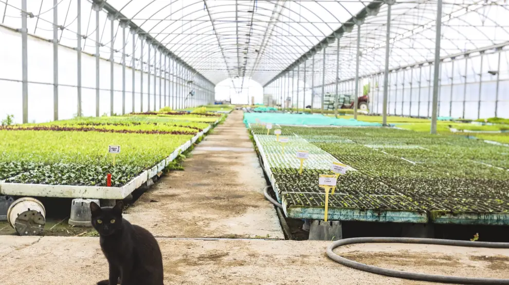 Huerta Barbereta prepara miles de plantas de albahacas para los oscenses.