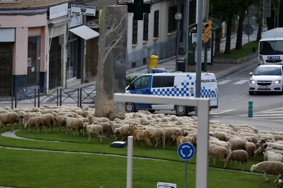 Un rebaño de ovejas visita Huesca este jueves 30 de abril