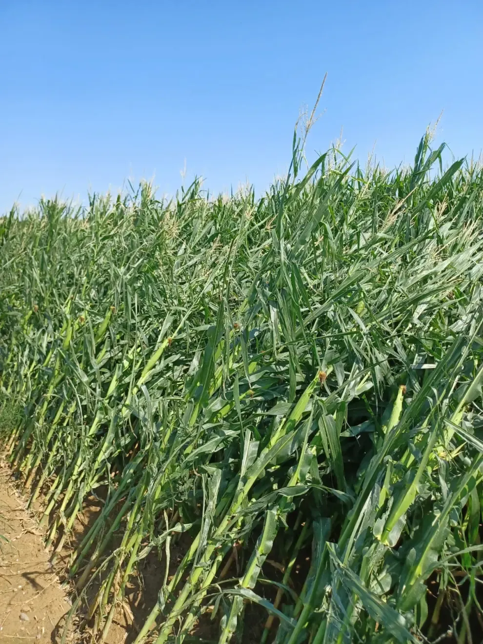 La tormenta ha dañado maíces tempranos, rastrojeros y alfalfa