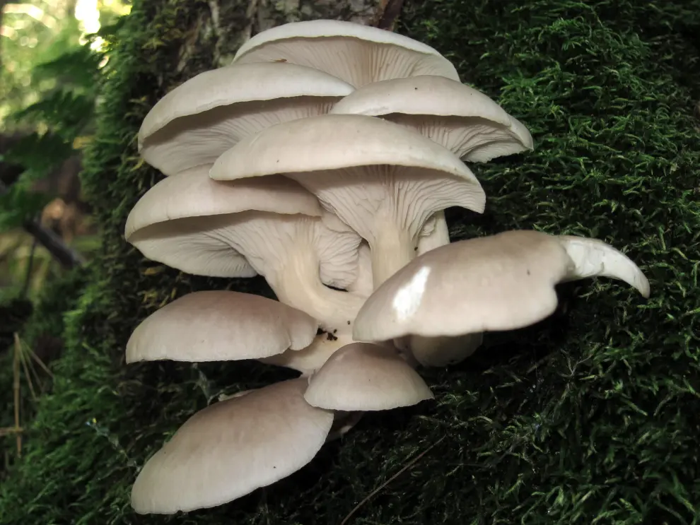 Los hongos de Ordesa, ingenieros de ecosistemas invisibles y esenciales