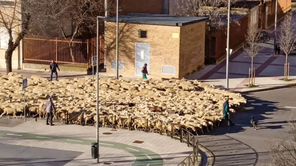 Un rebaño de ovejas ha cruzado esta mañana la ciudad de Huesca, dejando una estampa siempre curiosa, debido a lo anecdótico que tiene ver decenas de cabezas bovinas en la capital altoaragonesa. ​Han sido vistas por la calle dona Sancha, guiadas por varios pastores y canes.