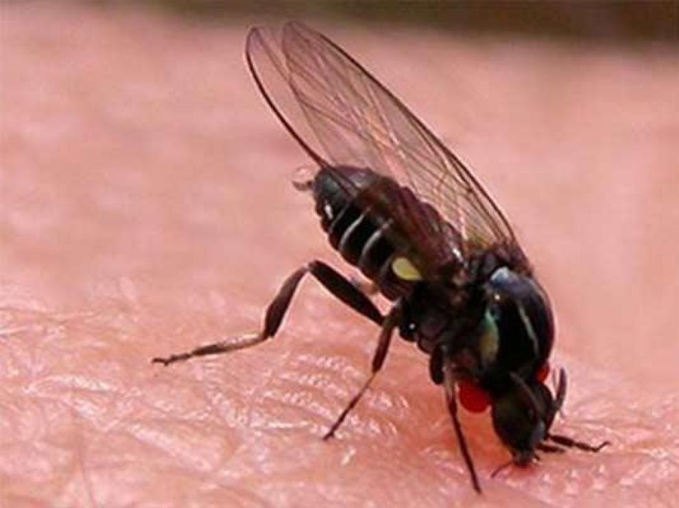 Las atenciones por picaduras de insectos aumentan un 21,6 % en 2019 en Aragón