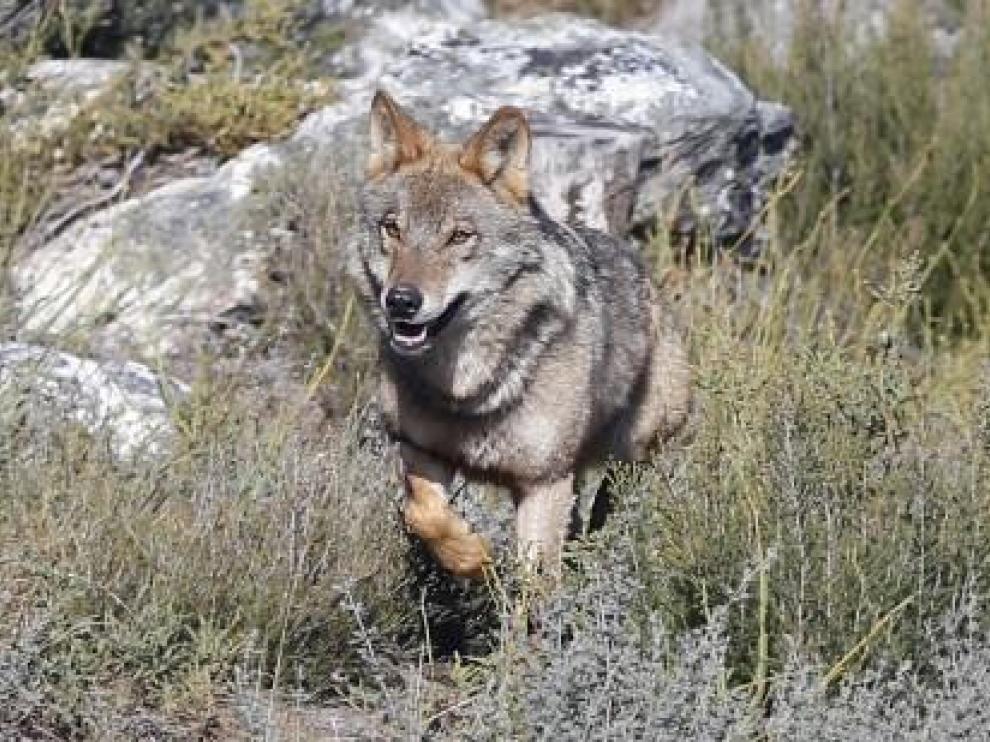 La Plataforma de la Ganadería Extensiva pide paralizar la medida favorable al lobo