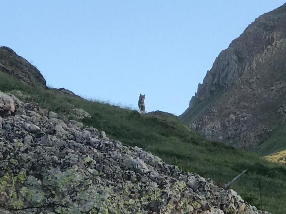 Imagen del lobo que se tomó el 29 de junio de 2019 , en el monte de Bisaurri