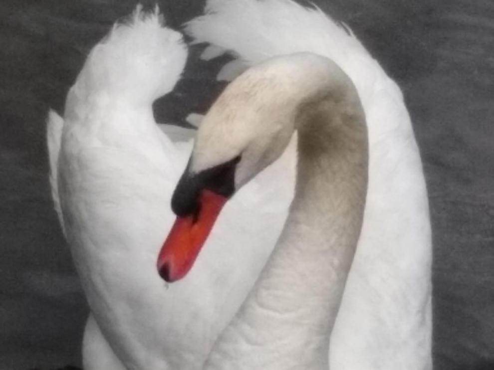 Lola, el cisne del lago de Eriste era muy conocido y fotografiado