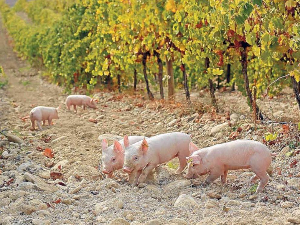 Cerdos de una de las granjas de Grupo Costa.