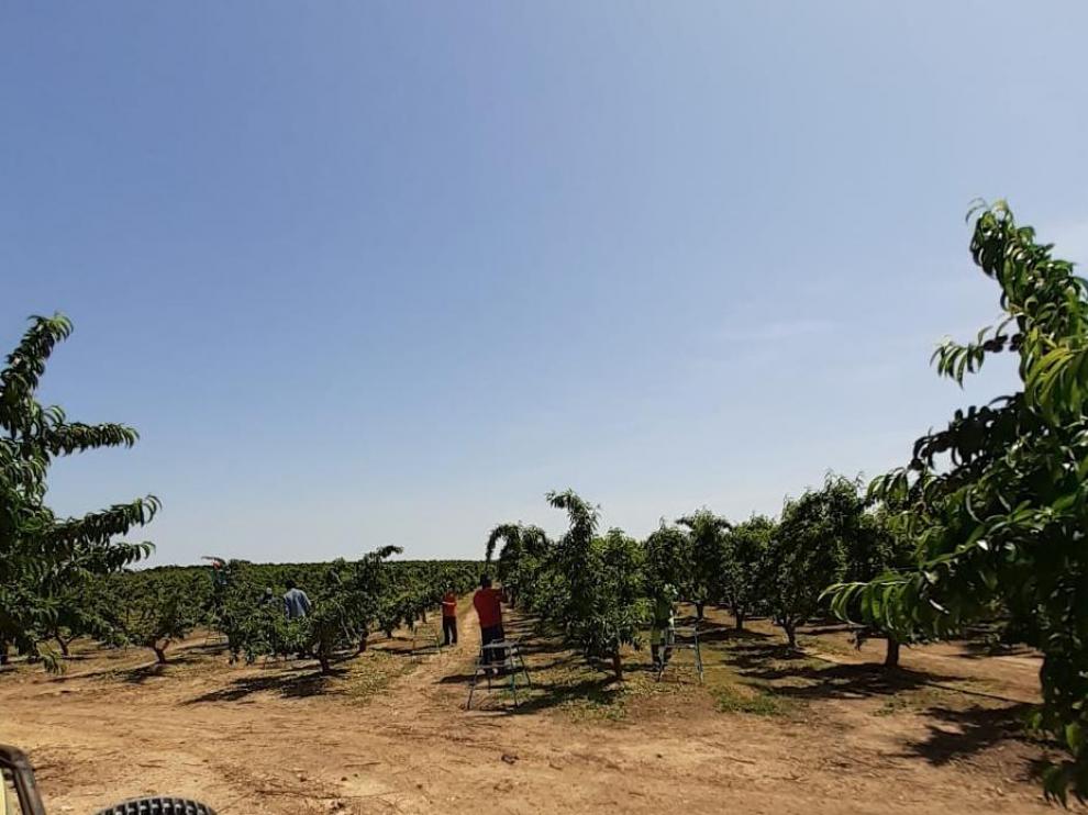 Campo de cerezas en el Bajo Cinca durante la campaña frutícola