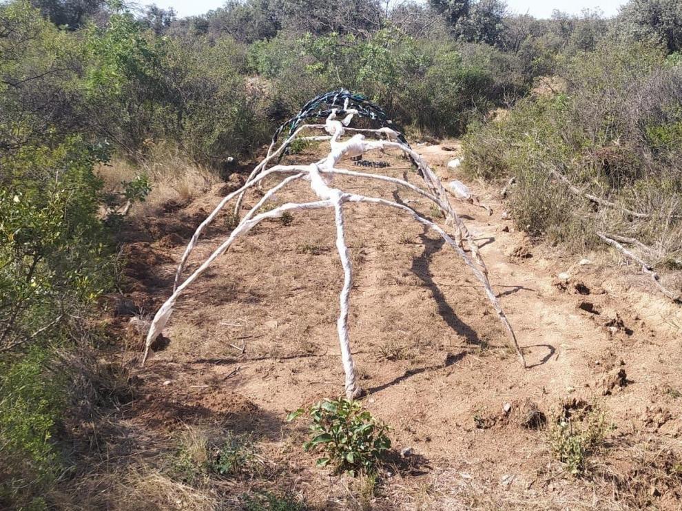 Infraestructura en la que fueron incautadas 3.000 plantas de cannabis sativa