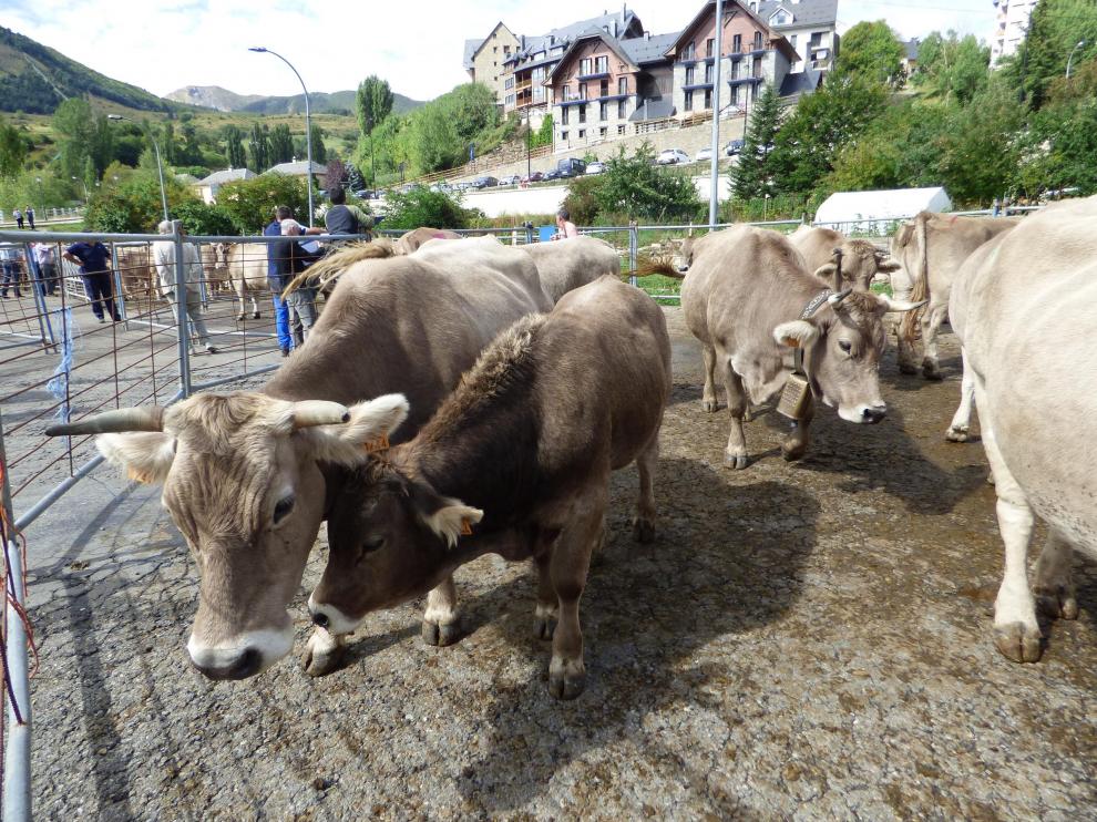 Presencia de vacuno de raza Parda de Montaña en la feria de ganado de Sallent.