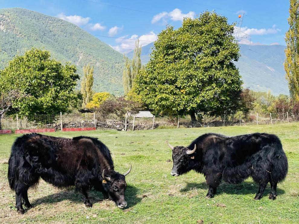 Yaks originarios del Himalaya en la granja Borda Matías de Orós Bajo.