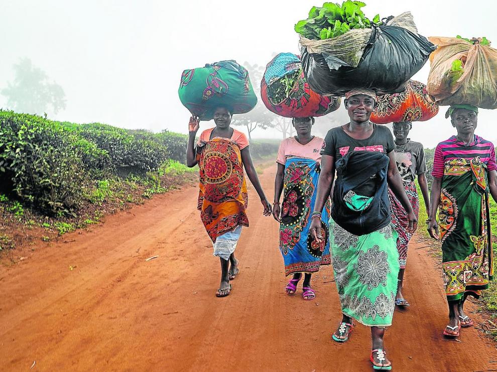 Un grupo de mujeres atraviesa una de las mayores plantaciones de té de Gurúè de la compañía Chazeiras de Mozambique.