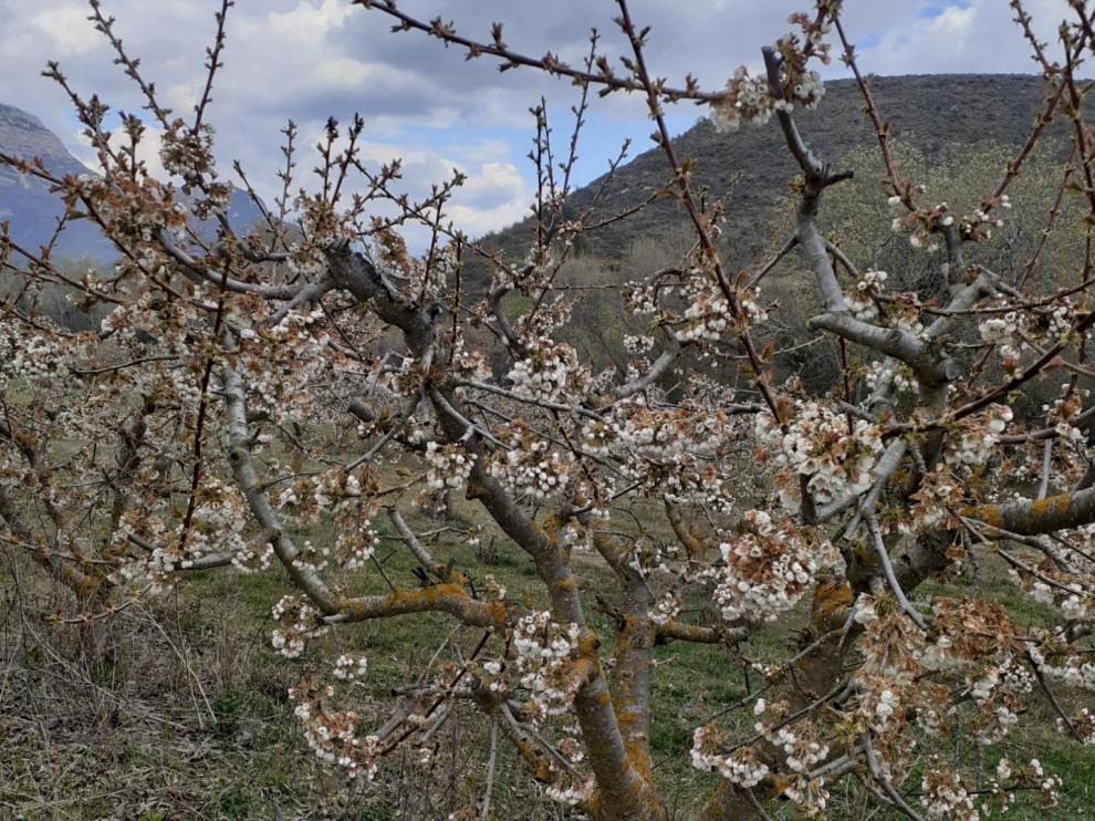Los cerezos han perdido muchas de sus flores tras las heladas de las últimas jornadas en Bolea.