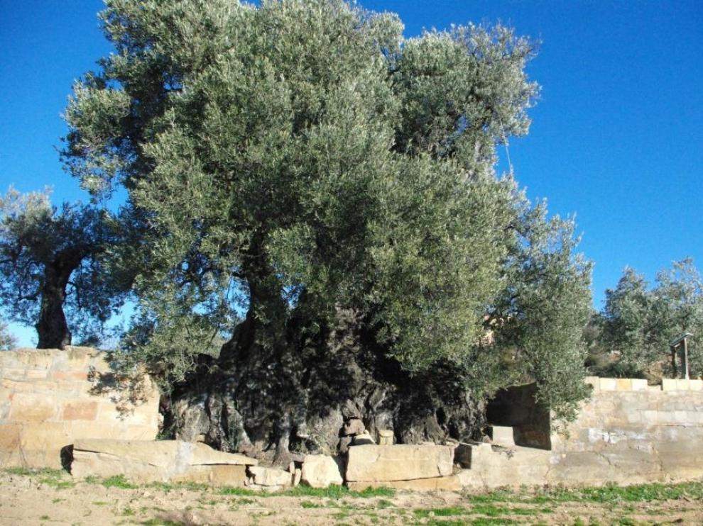Olivarera de Nadal