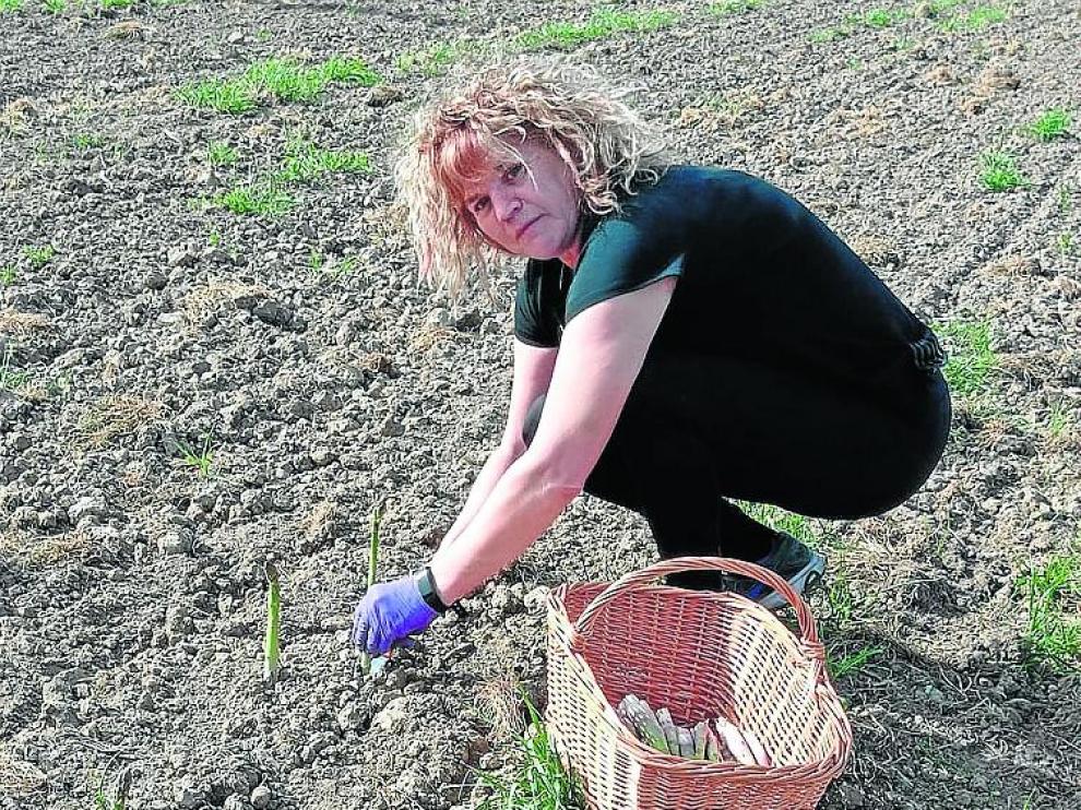 Trabajos de recogida en el campo de Carlos Arto, en Santa Cilia.
