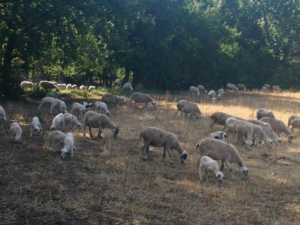 Rebaño de ovejas pastando en las montañas del Alto Aragón.
