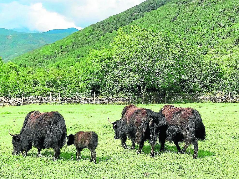Los yaks están en un campo al aire libre de la explotación ganadera.