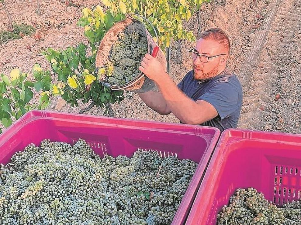 Recolección de uva chardonnay por la bodega Batán de Salas.