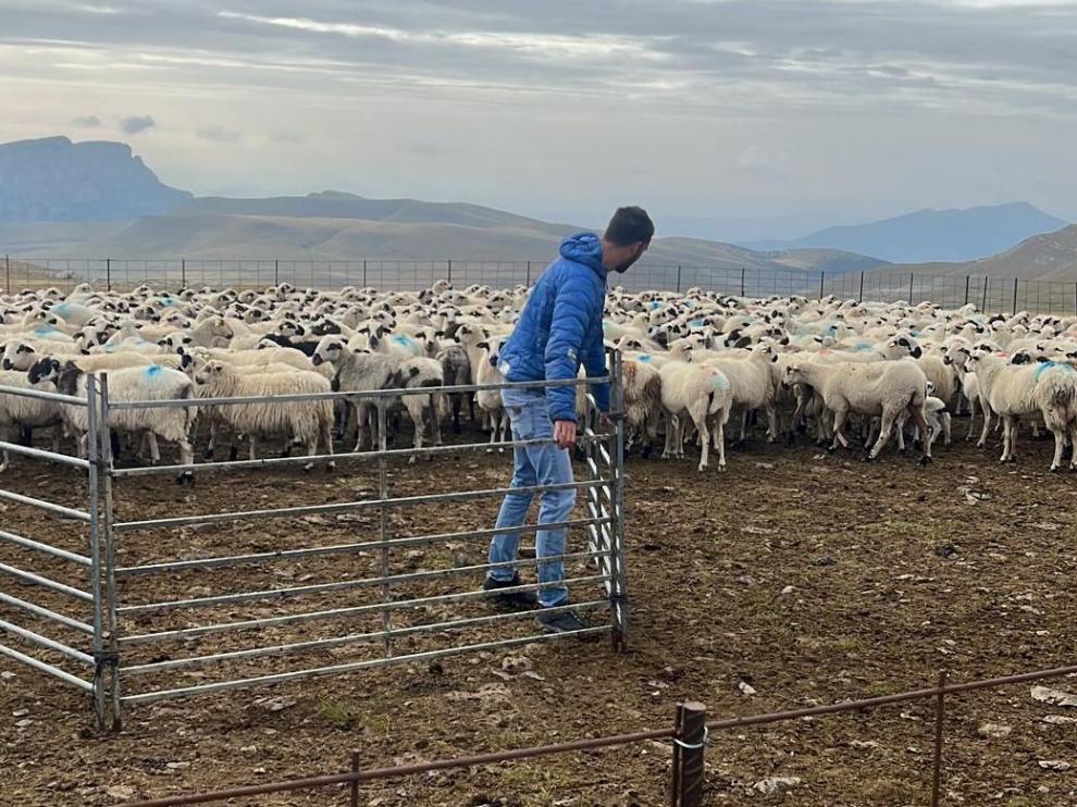 Rubén Allué, un ganadero de Fiscal, que junto al tutor Ernesto Ferrer han dejado sus ovejas en manos de un aprendiz de la escuela.