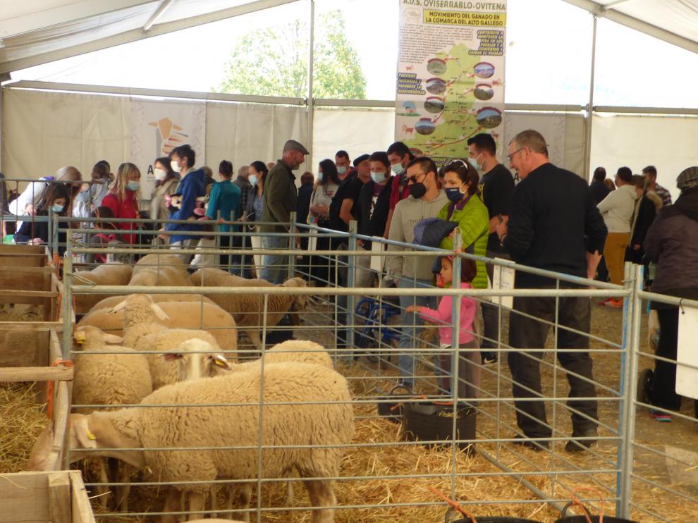 Ovino en la Feria de Otoño de Biescas.