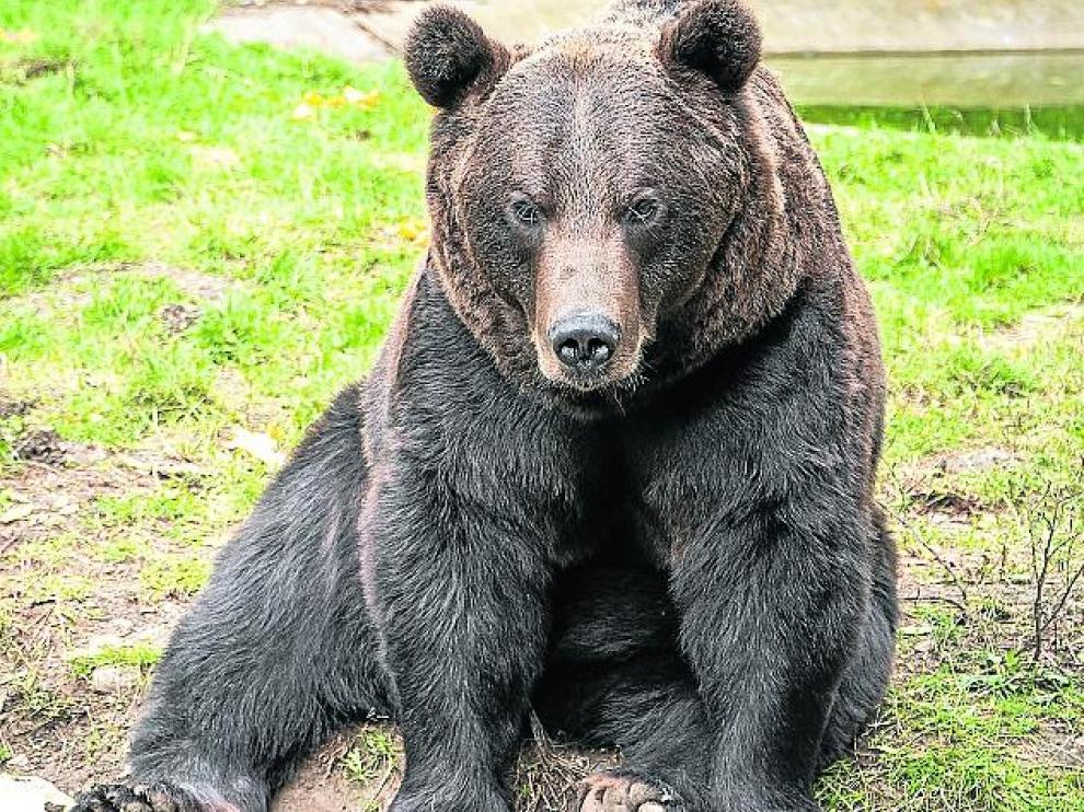Diego, oso del parque Borce.