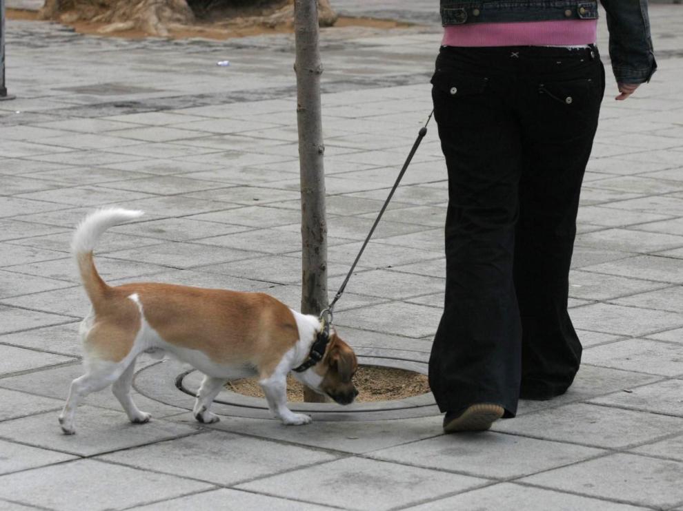 La Policía Local de Huesca interpone 20 denuncias a dueños de perros por llevarlos sueltos o sin bozal