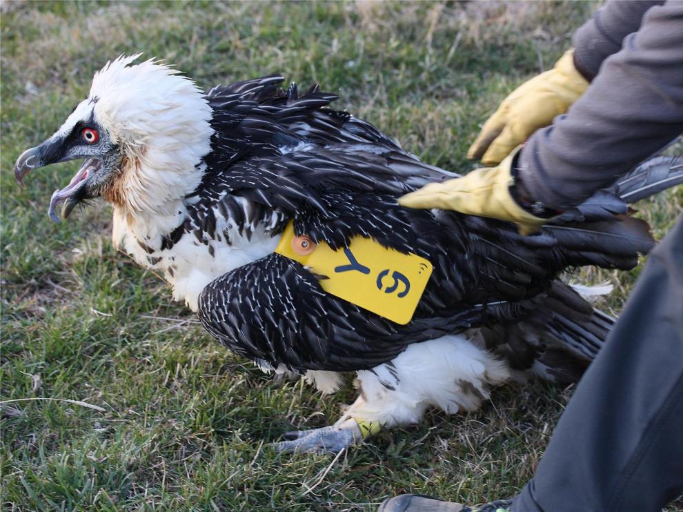 Muere un quebrantahuesos liberado en Picos de Europa