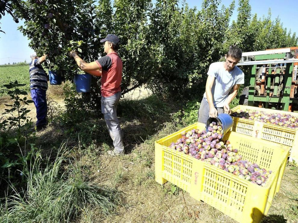 La campaña frutícola empieza con normalidad en la zona del Bajo Cinca