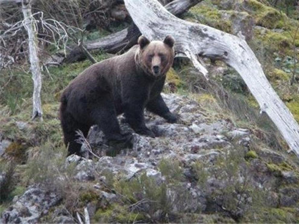 Ecologistas piden información de la llegada de osos al Pirineo
